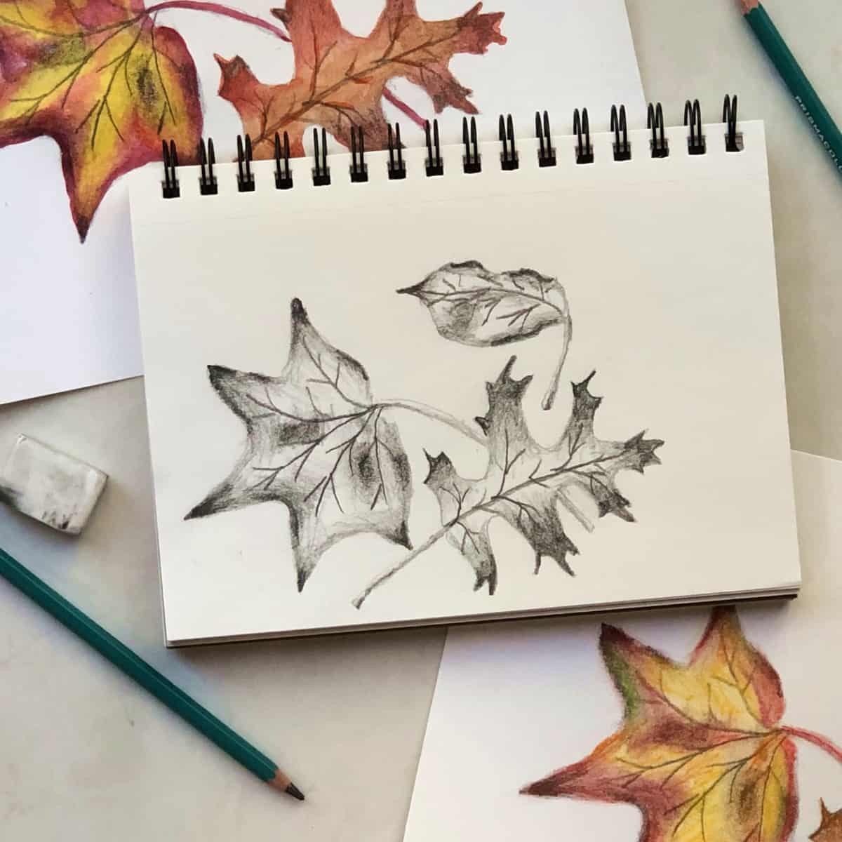 Drawing illustrations pencil leaves illustration hi-res stock photography  and images - Alamy