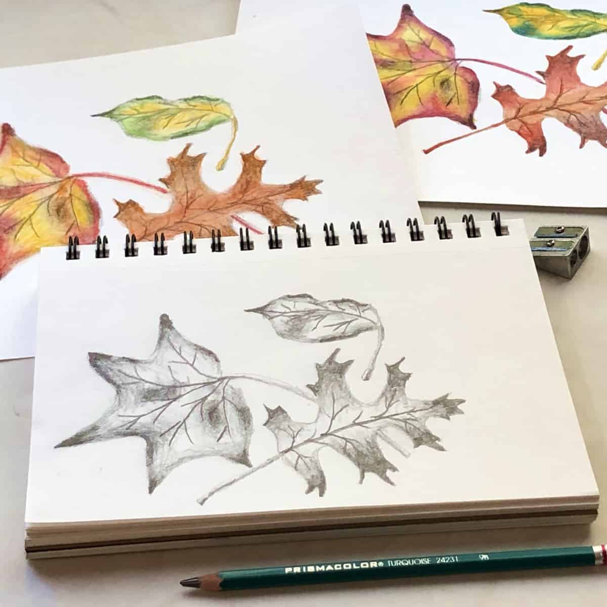 How to Draw Autumn Leaves