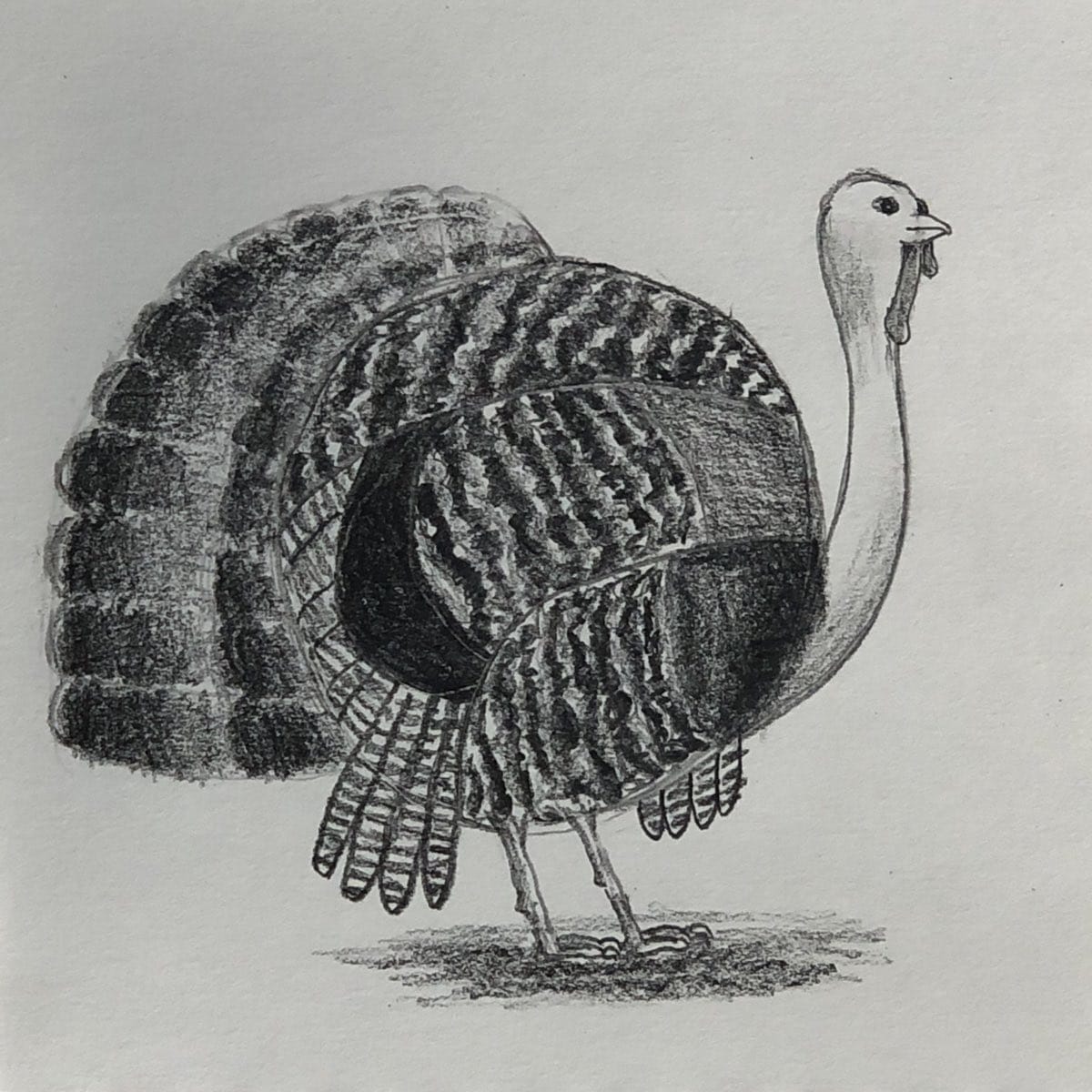 Completed drawing of a realistic turkey with a shadow added around its feet.