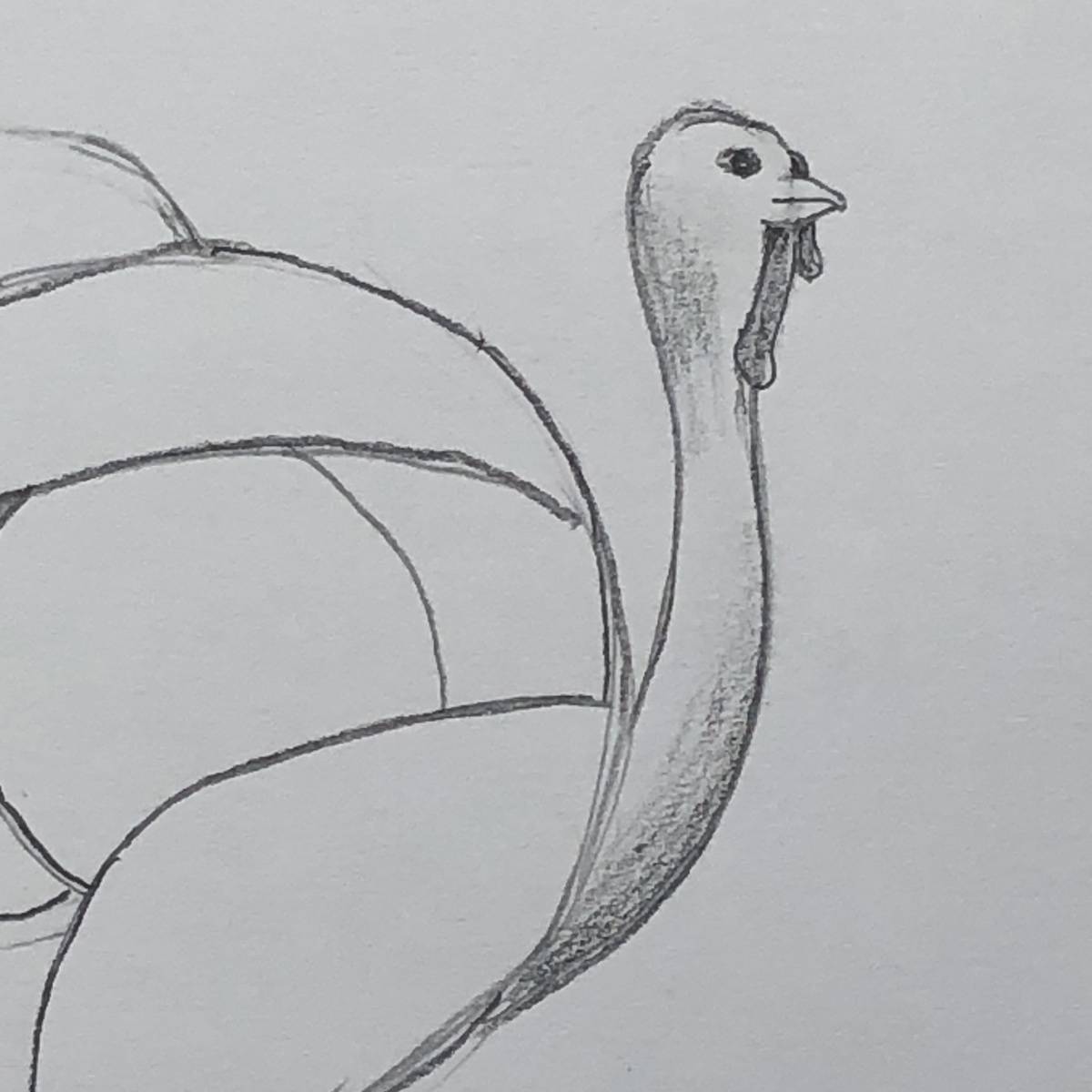Beginning line-drawing sketch of a turkey, close up on the head, with eye, snood, and wattle drawn in and shading on the neck.