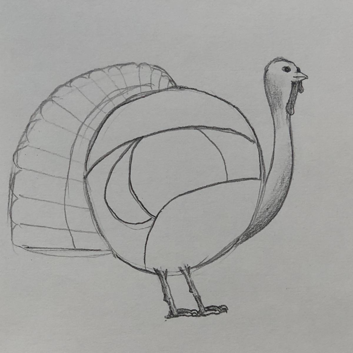 Beginning line-drawing sketch of a turkey with a scallop shape added to the tail and an arched line in the tail close to the body.