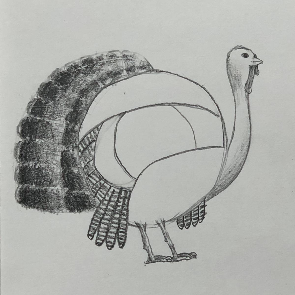 Sketch of a turkey with the tail feathers shaded in and stripped pattern offed to the wing feathers.