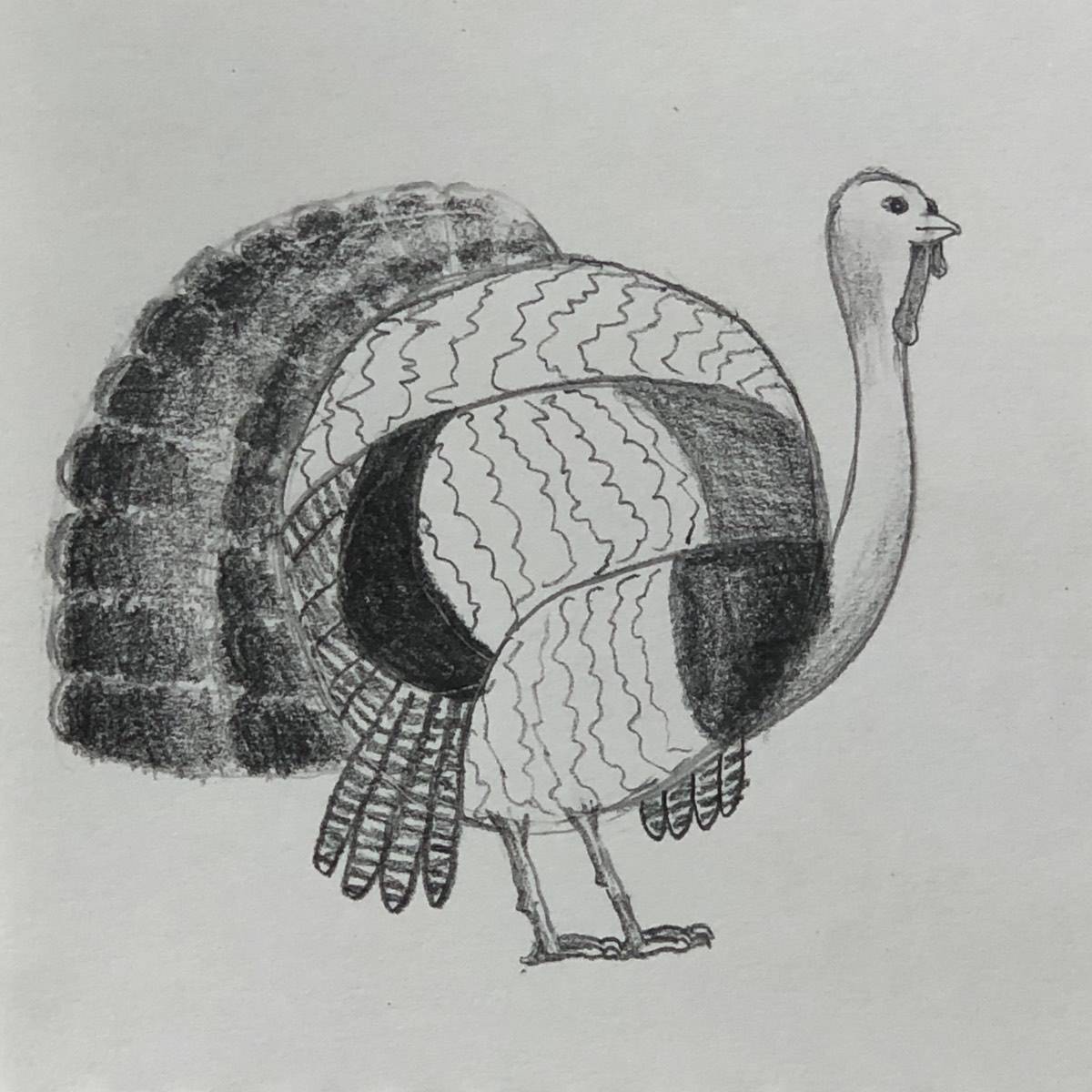 Sketch of a turkey with feather patterns added to the different body sections.