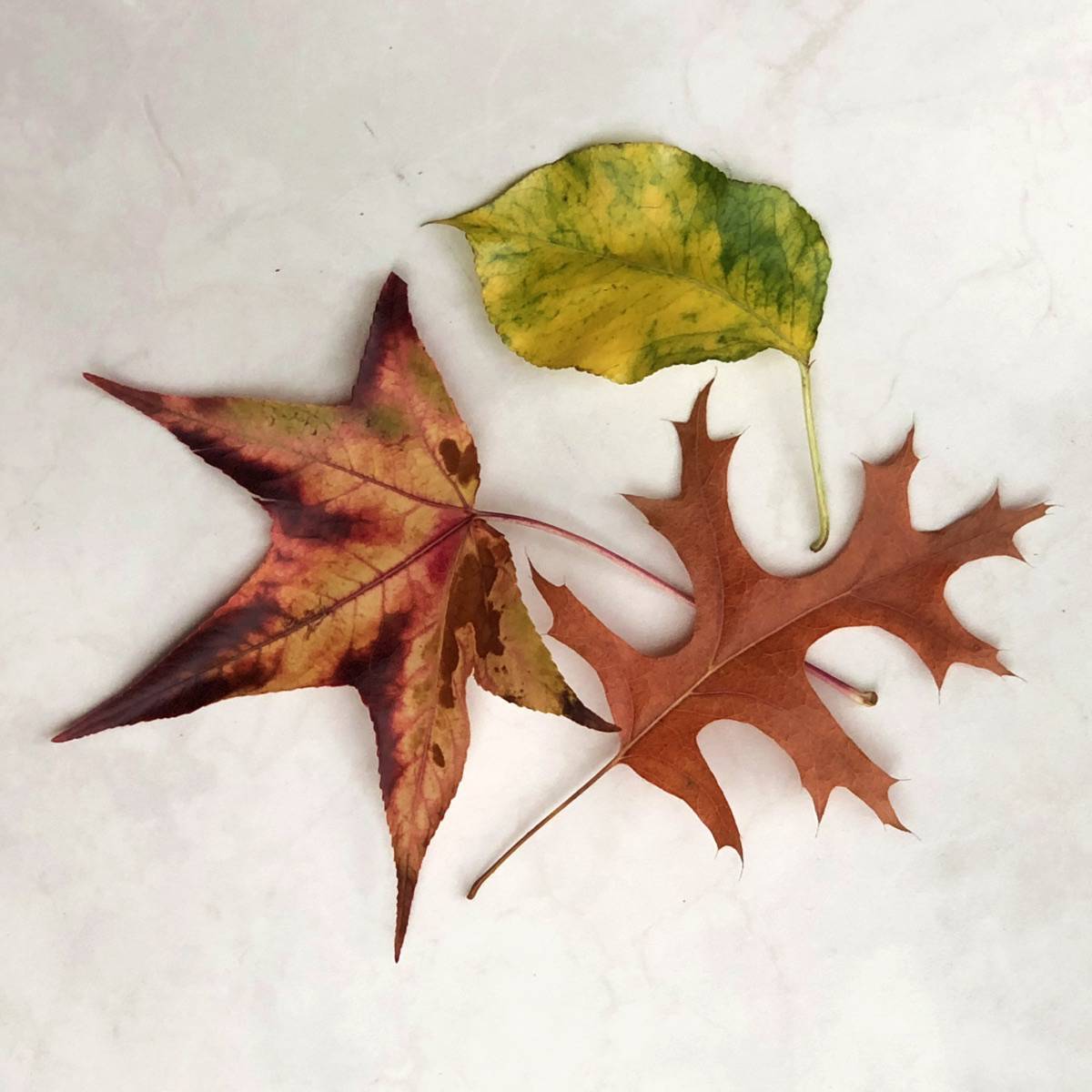 How to Draw Autumn Leaves