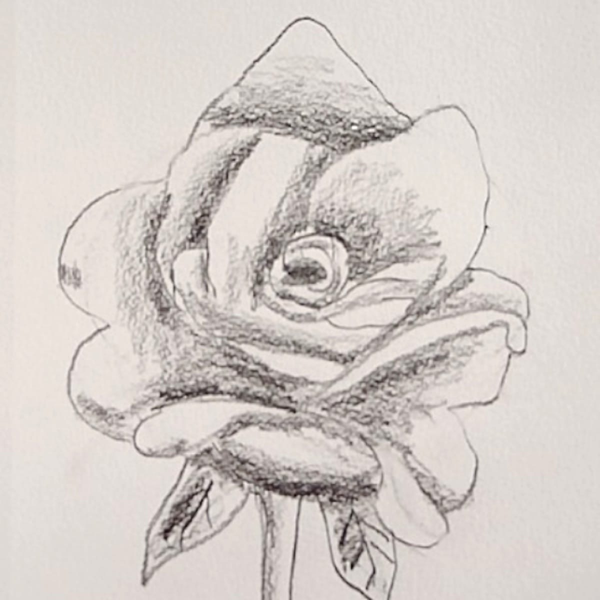 Pencil sketch of a rose