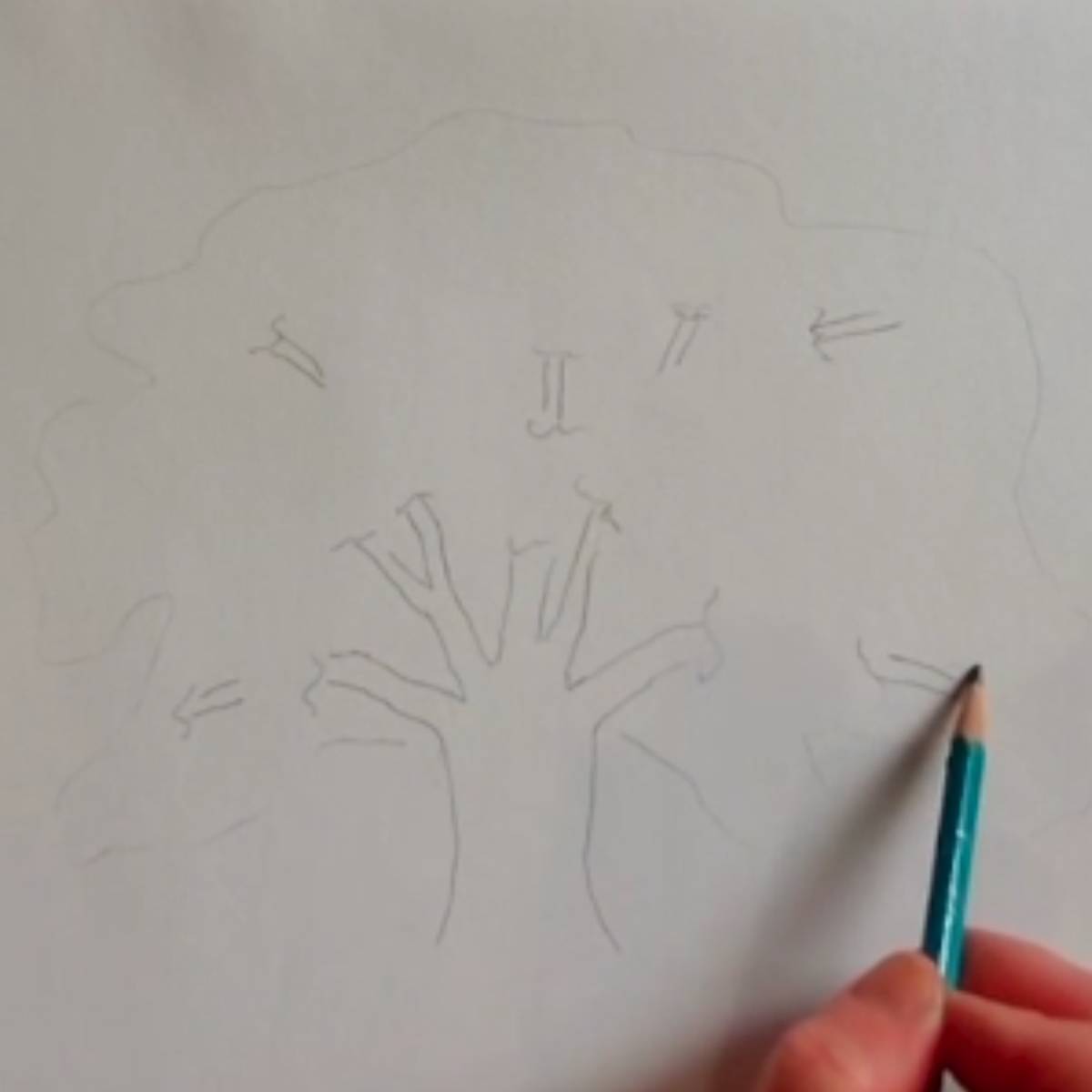 Sketch of trunk, branches, and outside of the tree with the artist's hand and pencil.