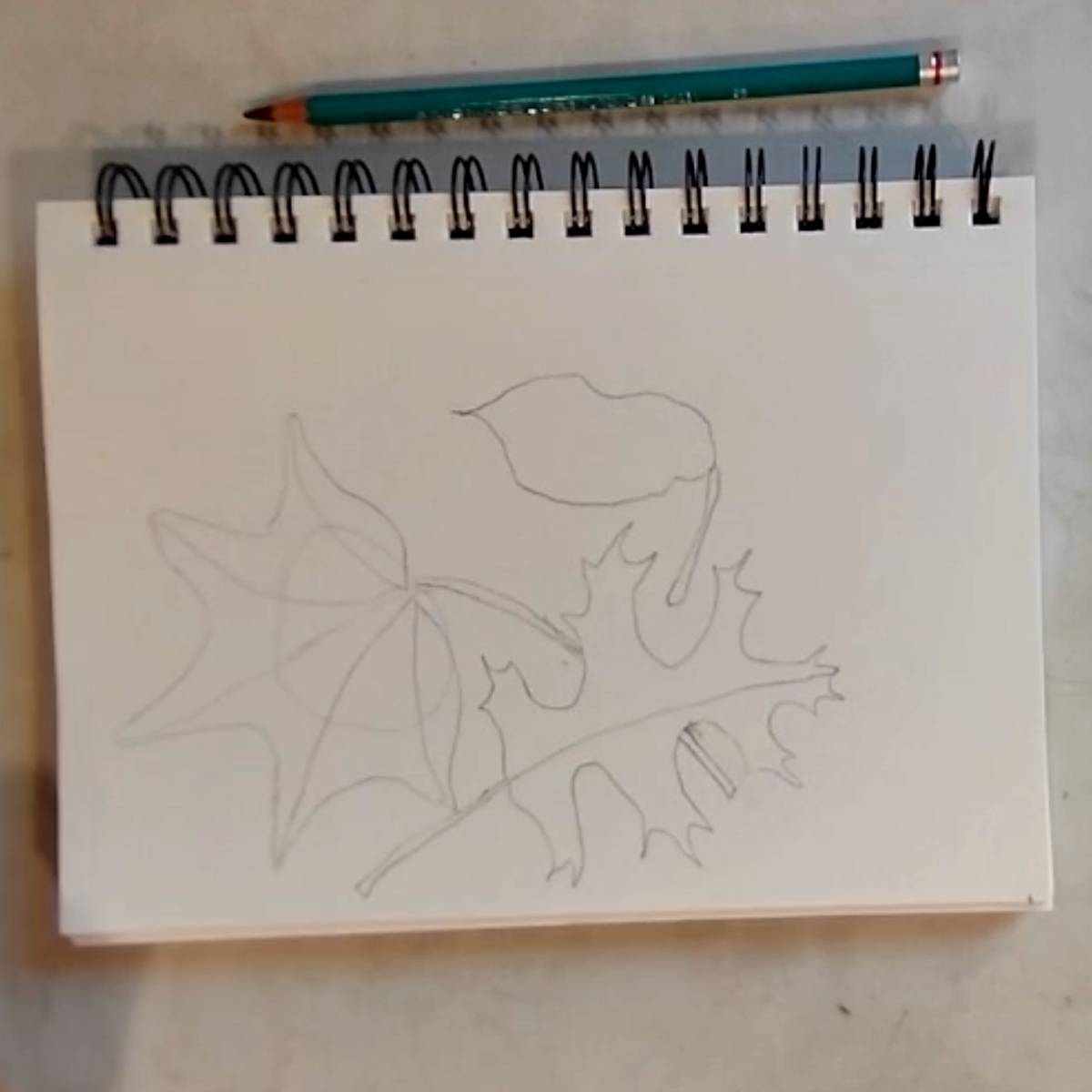 Outline sketch in pencil of fall leaves on a spiral sketchpad. 
