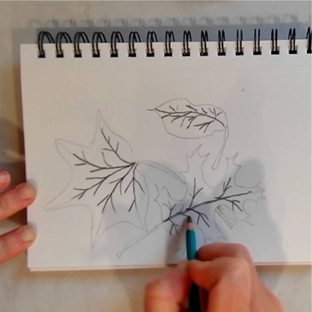 Outline sketch in pencil of fall leaves with vein line being drawn in by a hand on a spiral sketchpad. 