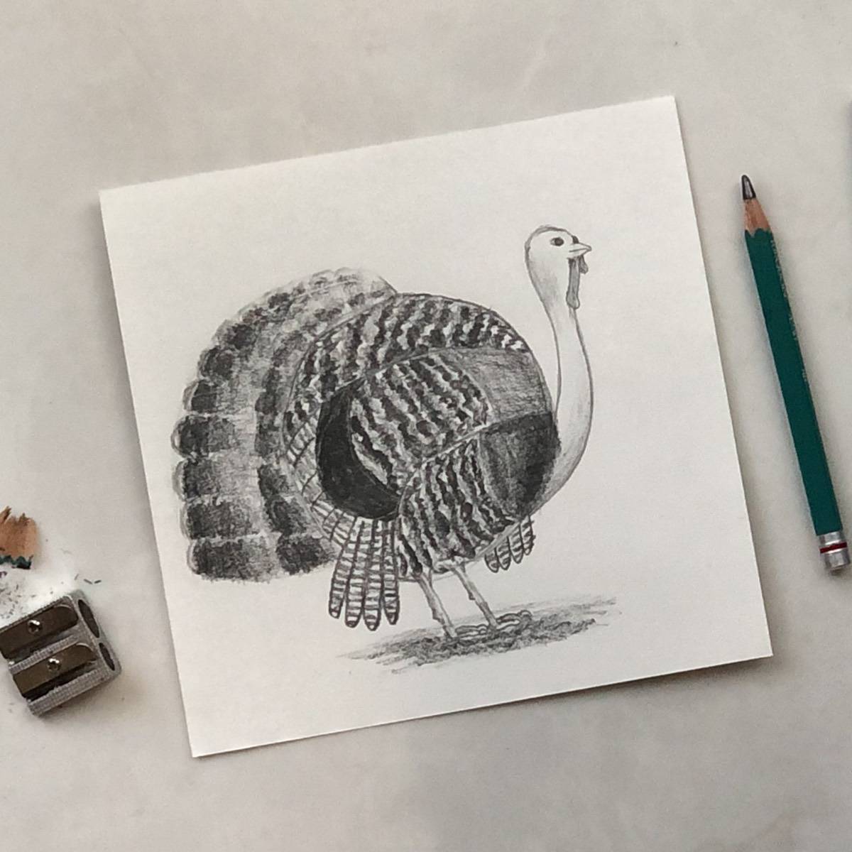 Pencil drawing of a realistic turkey with a drawing pencil and a pencil sharpener.