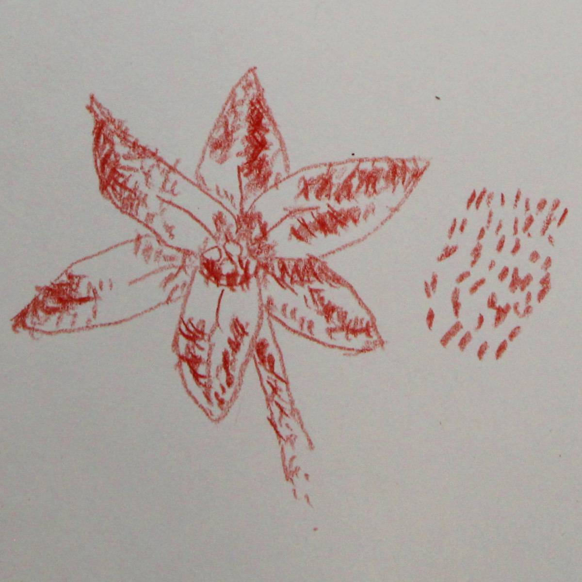 Red colored pencil is used to make a flower with six pointed petals, tick marks are used to add volume and texture.
