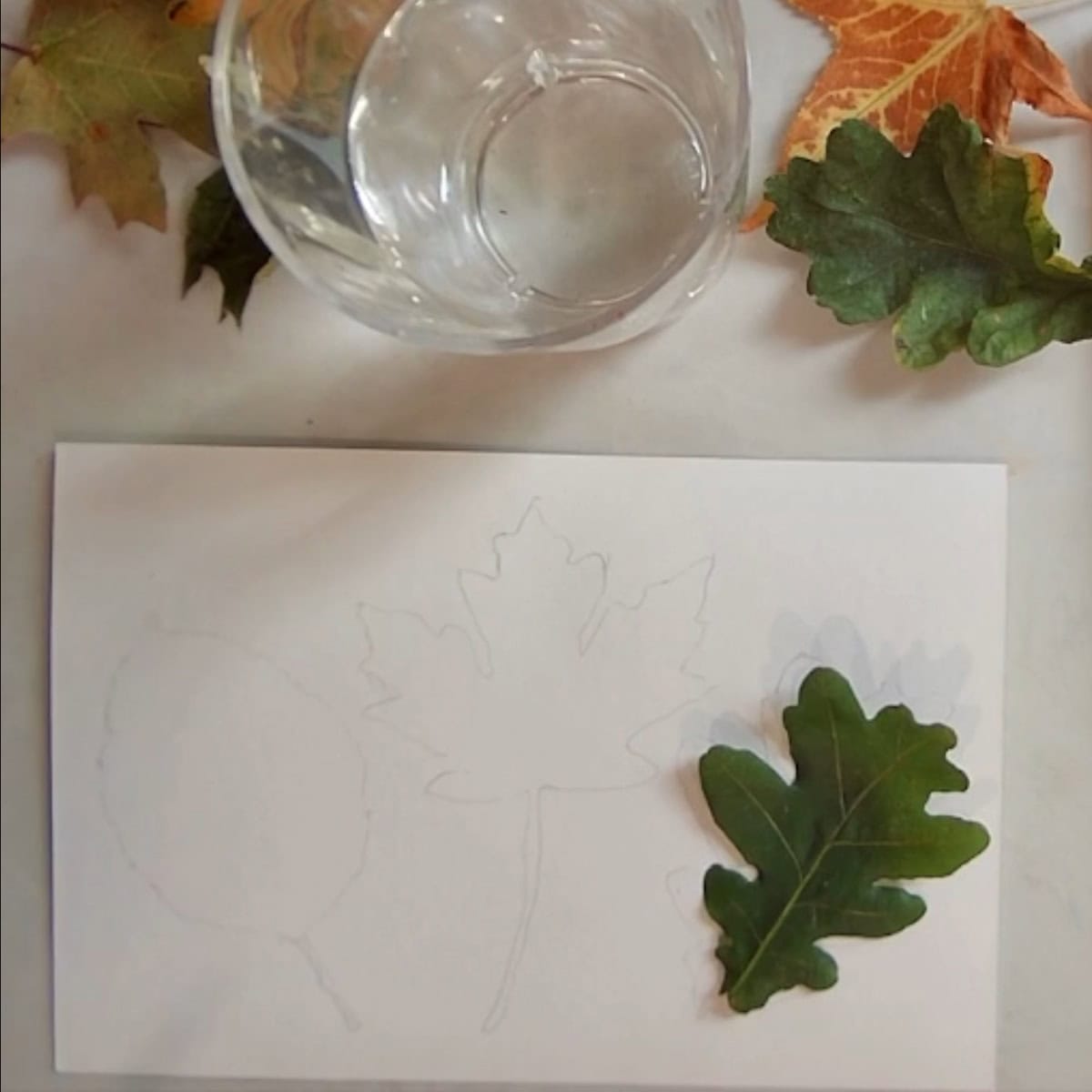 A leaf on paper with pencil tracing around it next to a cup of water and fall leaves.